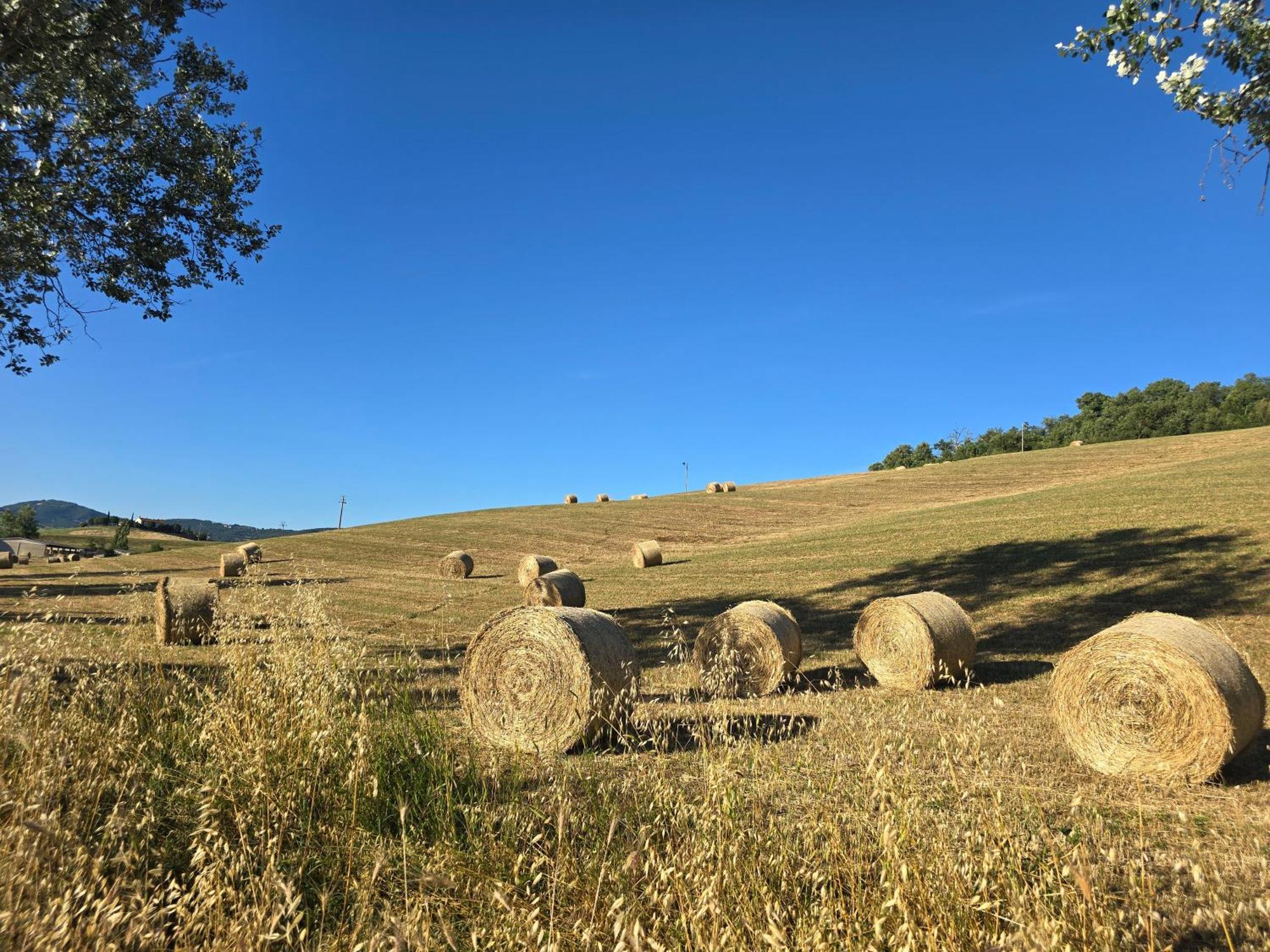 Villetta Pia Contignano Exterior foto